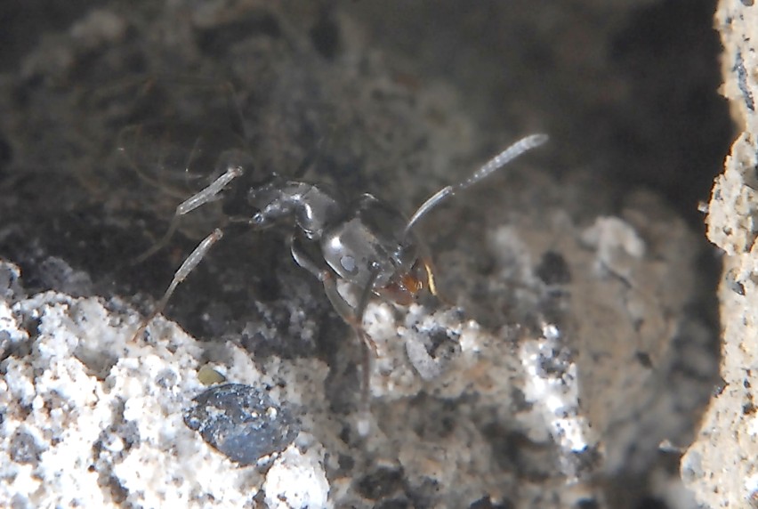 Anche piccole formiche